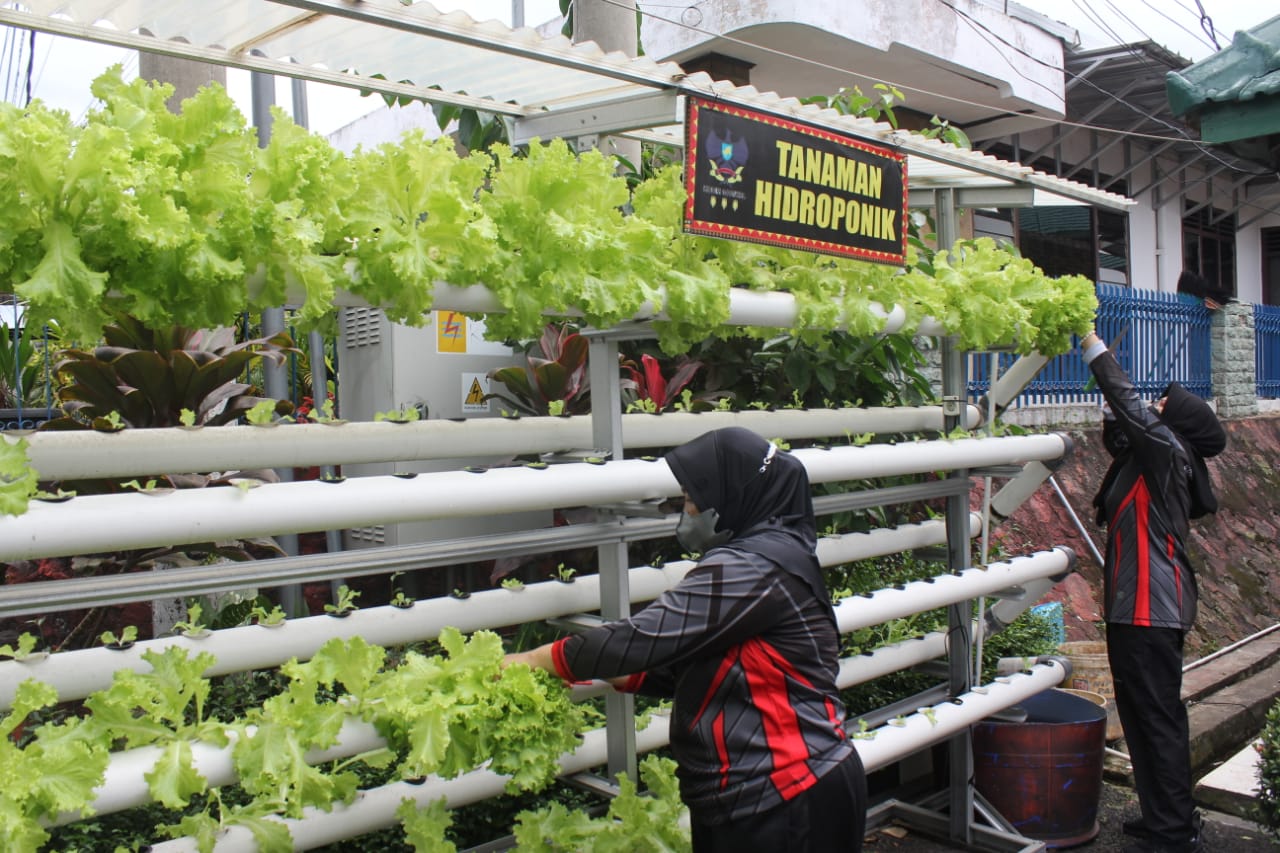 Panen Sayur dan Ikan Lele Kodim 0410/KBL