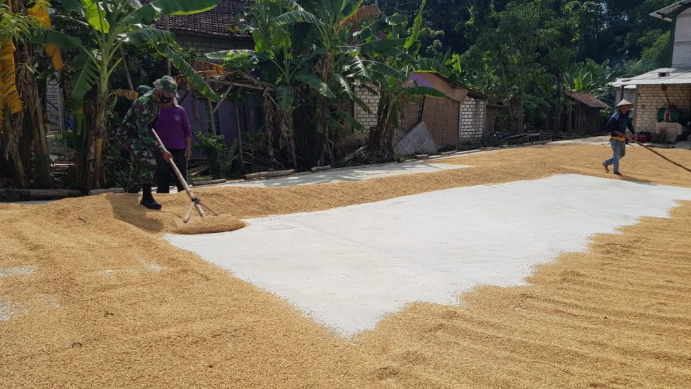 Rutinitas Warga Keringkan Gabah Sebelum Di Selep Menjadi Beras