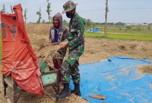 Satgas TMMD Bantu Warga Rontokan Padi Dengan Pedal Thresher