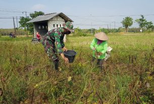Satgas TMMD Belajar Dari Warga Cara Memanen Cabai Rawit Yang Baik