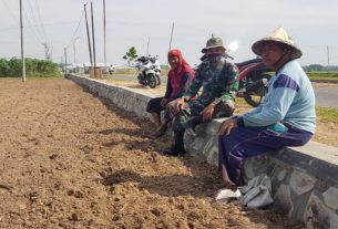 Serda Sukarji Belajar Cara Mengolah Lahan Tanaman Cabai