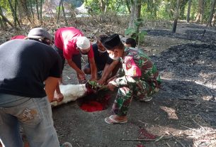 Sinergritas Babinsa Gemolong Salurkan Hewan Qurban