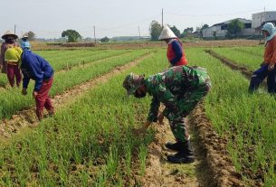 Sukarji Bantu Emak-emak Merawat Tanaman Bawang Merah