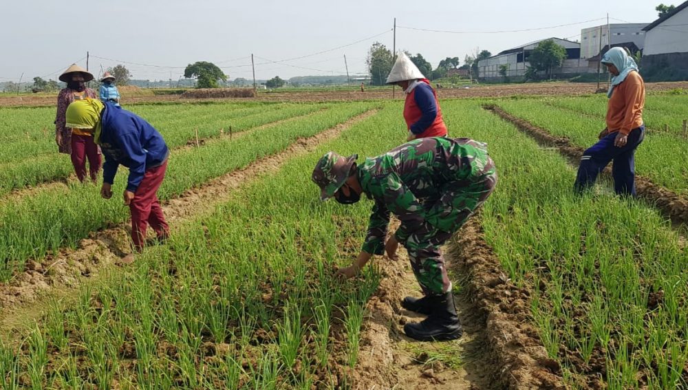 Sukarji Bantu Emak-emak Merawat Tanaman Bawang Merah