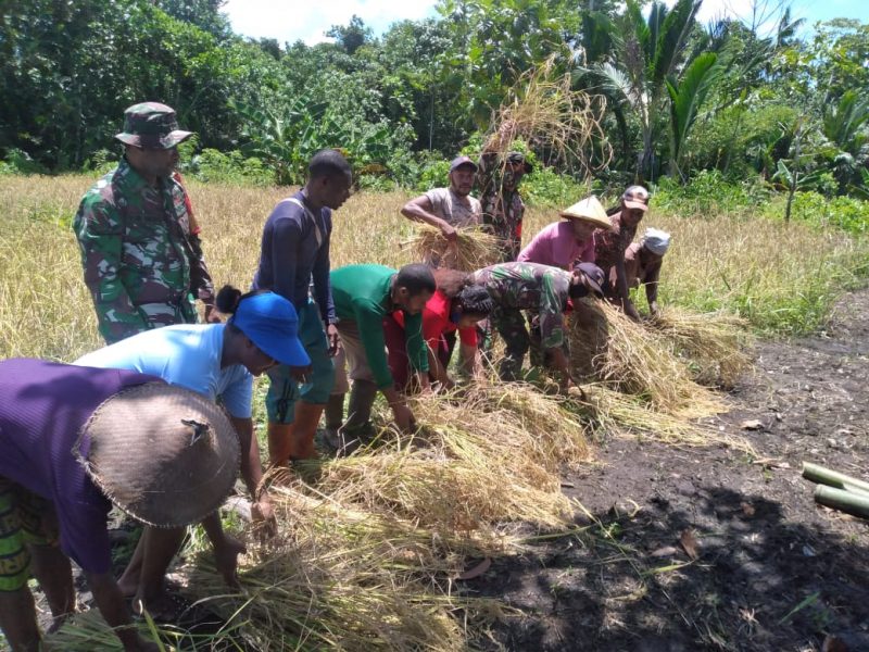 TMMD: TNI Kodim 1712/Sarmi Bantu Warga Panen Padi