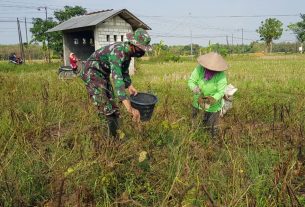 Tanaman Kacang Hijau Sudarmi Telat Dipanen