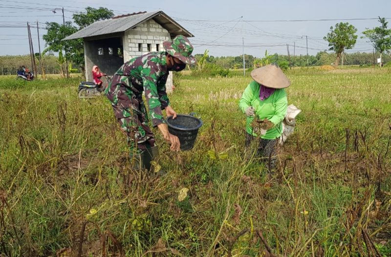 Tanaman Kacang Hijau Sudarmi Telat Dipanen