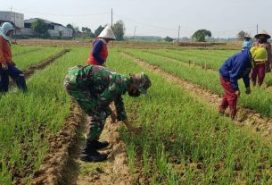 Waktunya Bebaskan Tanaman Bawang Merah Dari Gangguan Rumput Liar