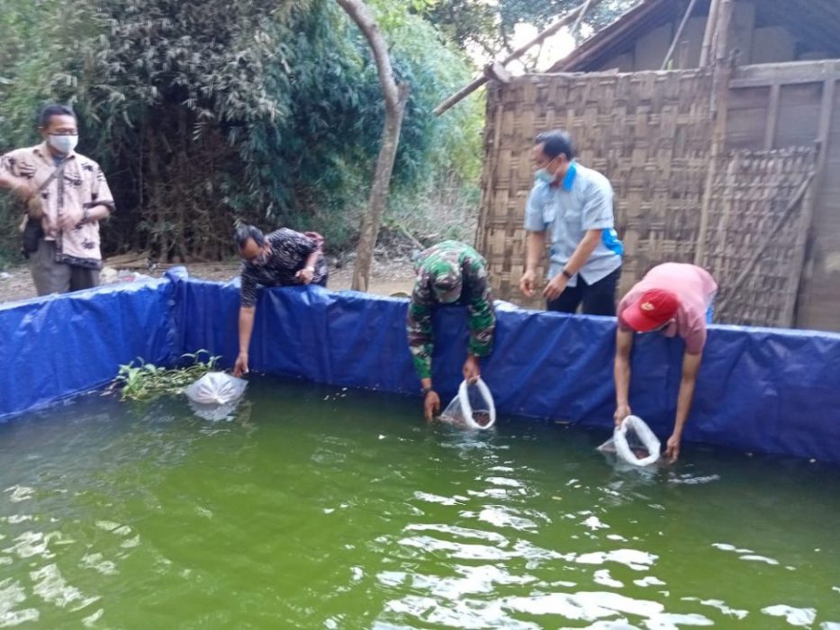 Mencoba Peruntungan Budidaya Ikan Nila Dengan Methode Sederhana
