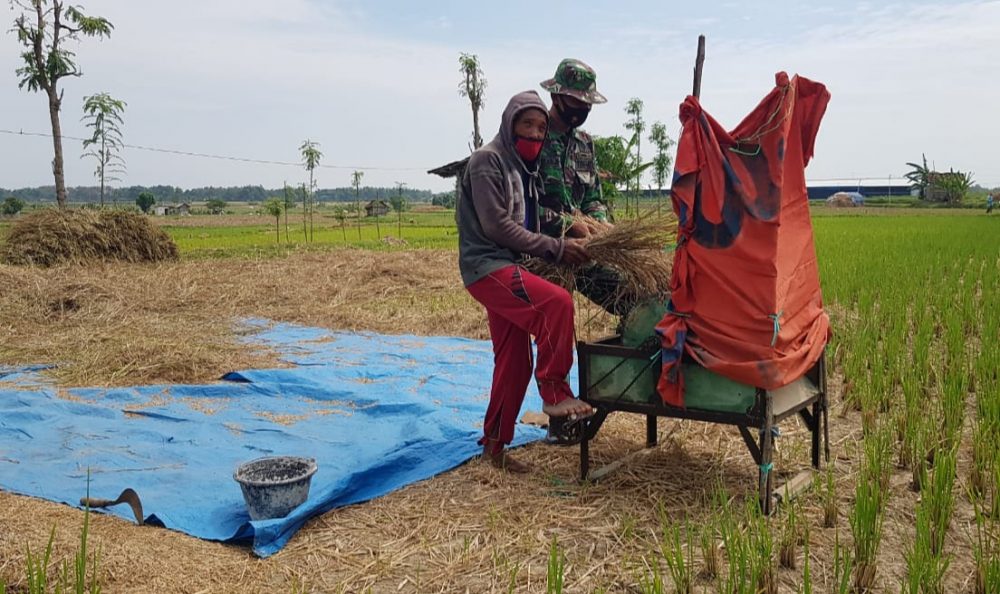 Sibuk Membantu Satgas TMMD, Tanaman Padi Suwarno Terlambat Dipanen