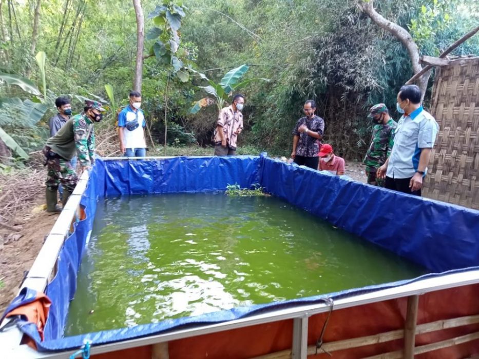 Budidaya Ikan Nila Menggunakan Media Kolam Terpal, Praktis Namun Mendatangkan Nilai Ekonomis