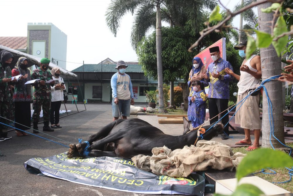 Kodim 0410/KBL melaksanakan pemotongan hewan qurban sebanyak 3 ekor sapi