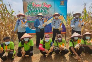 WBP Produktif Lapas Gunung Sugih Panen Jagung