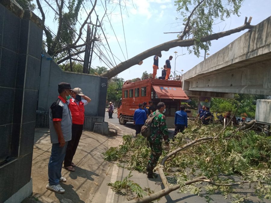 Serda Harun bersama Lurah Rajabasa Pemuka, monitoring peristiwa pohon tumbang