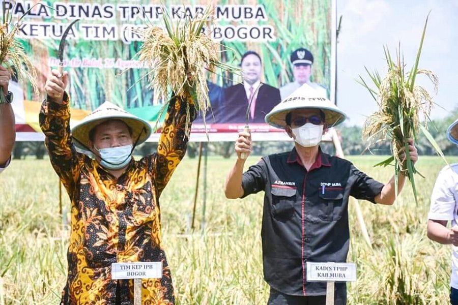 Masyarakat Air Balui Antusias Panen Raya Padi