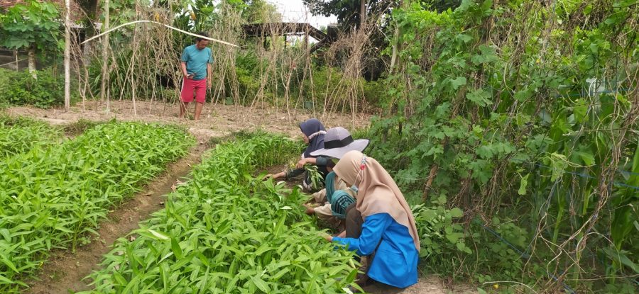 6 Cara Mudah Menanam Kangkung di Pekarangan Rumah