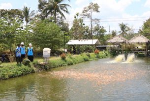 Electrifying Agriculture PLN Berhasil Dongkrak Produktivitas Budidaya Ikan Nila di Kalasan