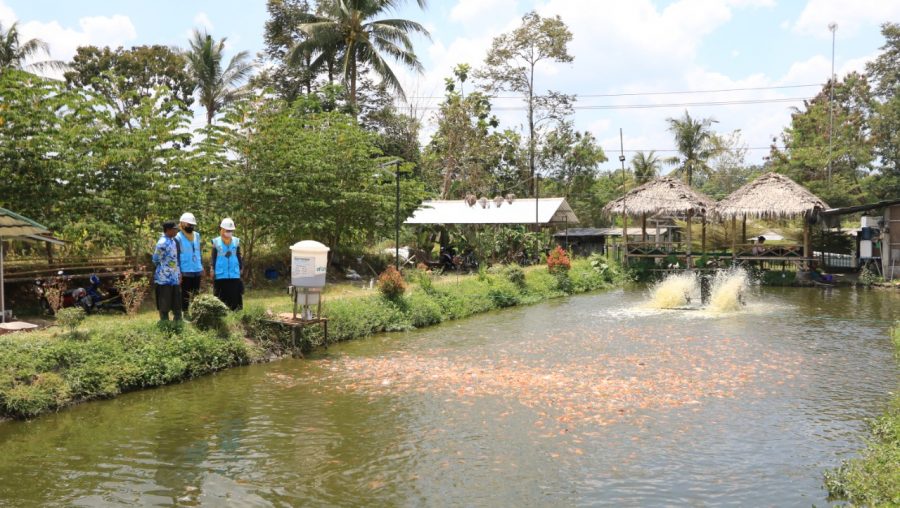 Electrifying Agriculture PLN Berhasil Dongkrak Produktivitas Budidaya Ikan Nila di Kalasan