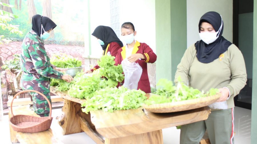 Kodim 0410KBL kembali melakukan panen tanaman Hidroponik