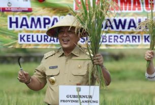 Lampung Peringkat Pertama Provinsi Produksi Padi Tertinggi