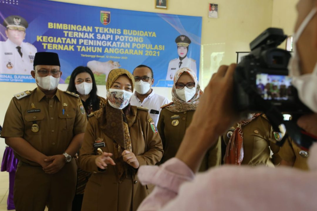 11 Kelompok Terima Bantuan Sapi Dari Pemprov Lampung