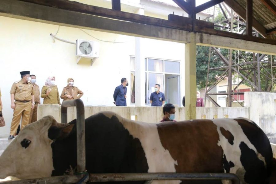 11 Kelompok Terima Bantuan Sapi Dari Pemprov Lampung