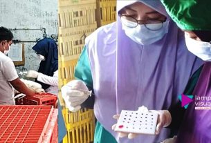 Bahaya Salmonellosis Yang Menyerang Manusia Melalui Produk Unggas