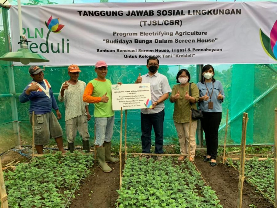 Elegan, Sentuhan PLN di Kota Tomohon Buat Bunga Krisan Bermekaran