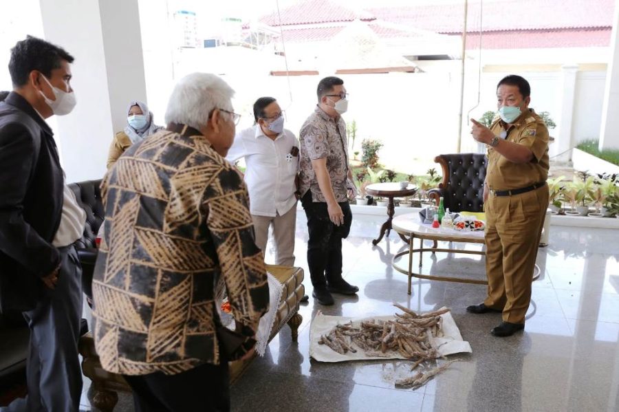 Gubernur Apresiasi Harga Ubi Kayu Membaik Tembus di Angka Seribu