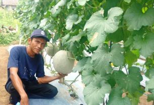 Ada yang Tau? Warga Lampung Utara Miliki Kebun Melon