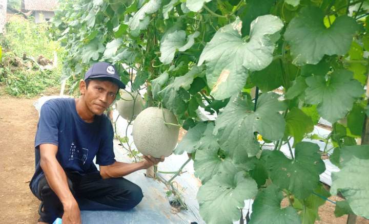 Ada yang Tau? Warga Lampung Utara Miliki Kebun Melon