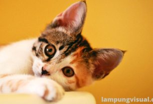 Mengenal Cat Flu, Penyakit Mematikan Pada Kucing