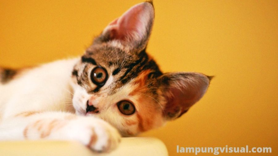 Mengenal Cat Flu, Penyakit Mematikan Pada Kucing