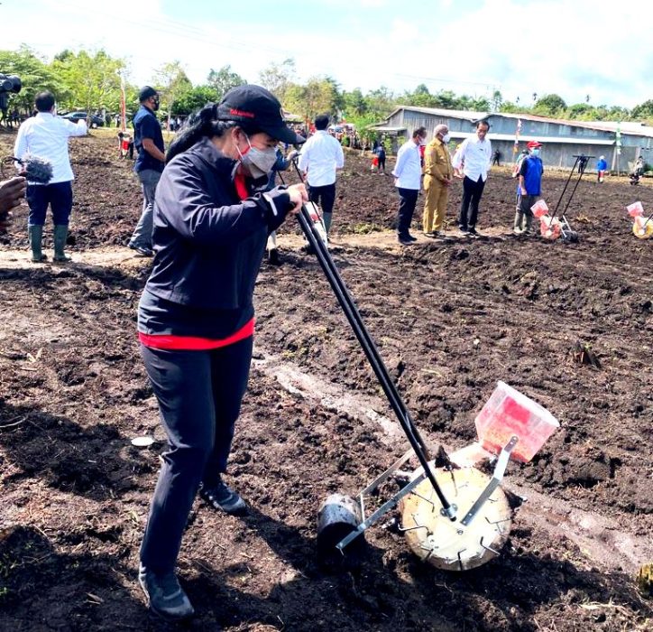 Puan Tanam dan Jajan Jagung Bareng Jokowi di Sorong Papua