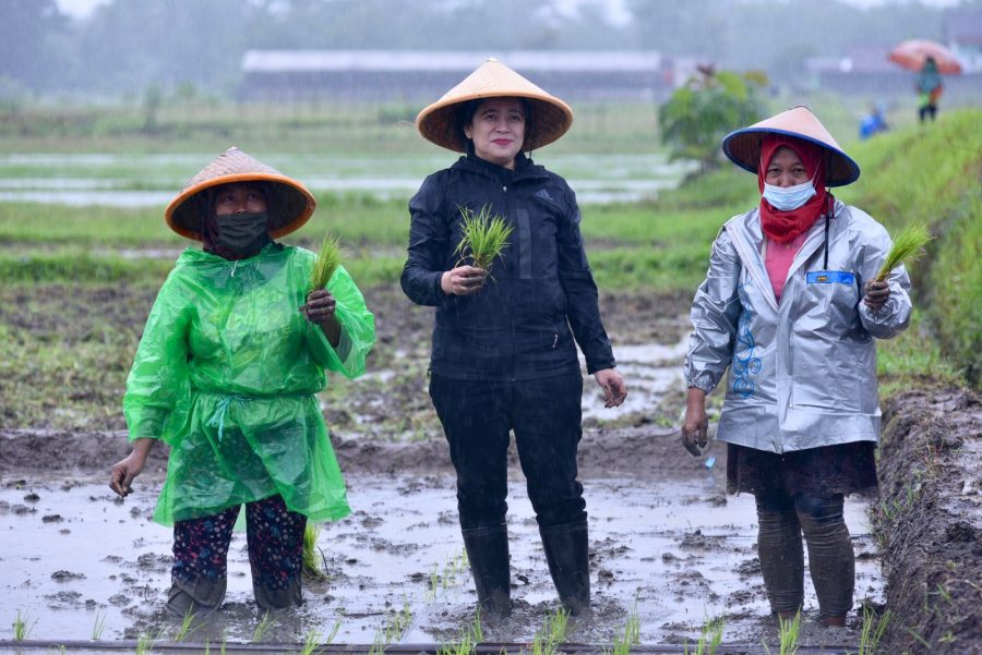 Puan Tanam Padi dan Semangati Petani Milenial