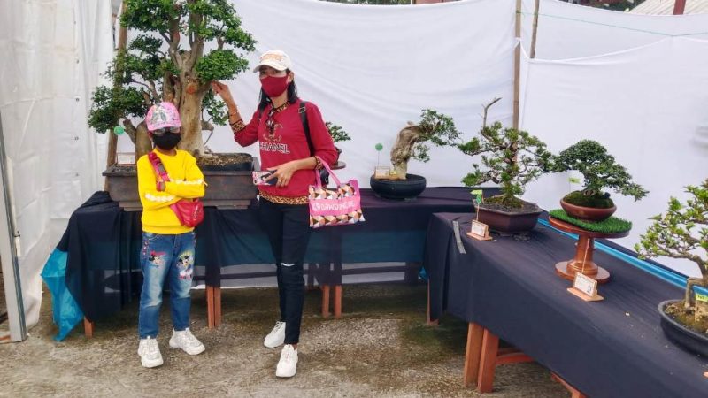 Ratusan Bonsai Ikut Meriahkan Hut ke-13 Mesuji