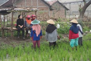 Ikut Tanam Bawang di Nganjuk, Puan Dicurhati Petani Banyak Utang Karena Rugi Panen