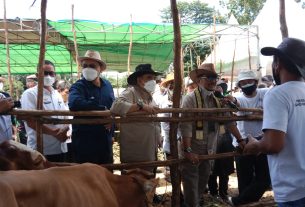 Panen Pedet SIKOMANDAN dan Launching Kelahiran 100.000 Ekor Sapi Belgian Blue”.