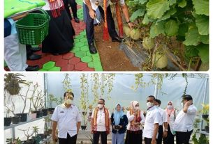 Sulpakar kunjungi SMANSA Muli dan Panen buah Melon