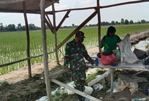 Untuk Mendongkrak Hasil Panen Petani, Babinsa Kampung Duto Yoso Dampingi Petani Memberantas Hama