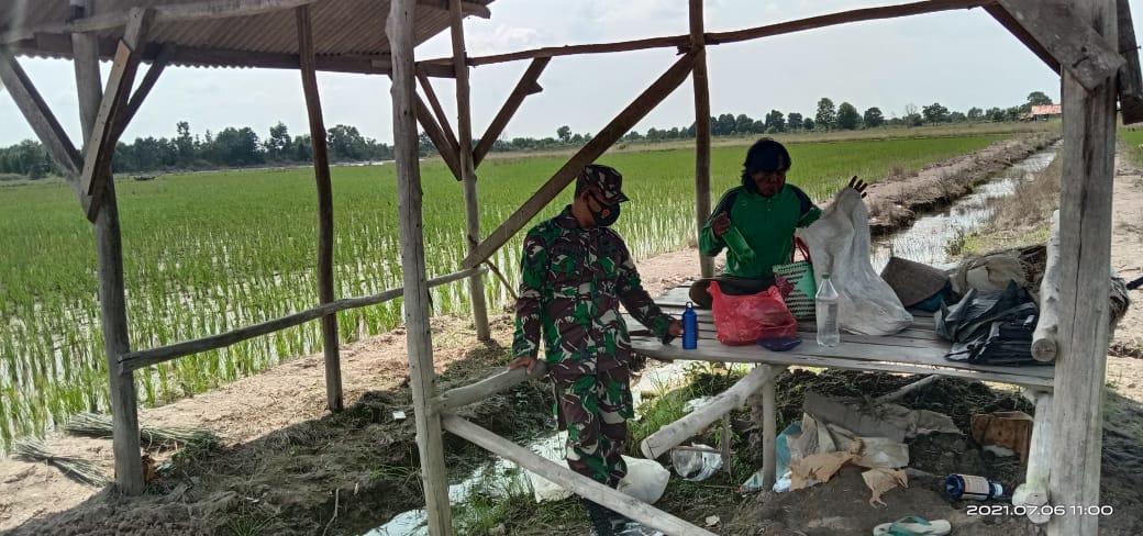 Untuk Mendongkrak Hasil Panen Petani, Babinsa Kampung Duto Yoso Dampingi Petani Memberantas Hama