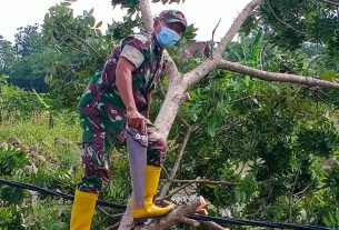 Wujud Kepedulian, Babinsa Amin Kudsi Lakukan Pemotongan Pohon Yang Tumbang