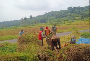 Bentuk Kemanunggalan TNI, Babinsa Jurug Bantu Petani Panen Padi