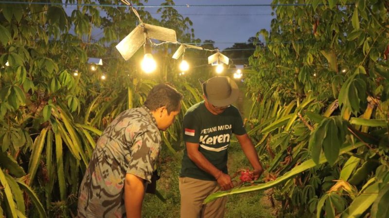 Didukung Listrik PLN, Petani Muda Ini Bawa Pertanian Bali Kian Modern
