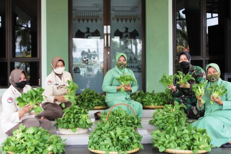 Kowad, PNS dan Ibu Persit Lakukan Panen Sayuran Hidroponik di Makodim 0410/KBL