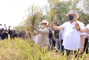 Panen Padi Gogo, Menko Perkonomian, Harapkan Inovasi Bidang Pertanian Tingkatkan Produktivitas Pertanian di Provinsi Lampung