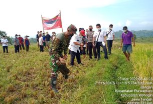 Babinsa Bangsri Hadiri Pelatihan Dan Praktek Tanam Jajar Legowo Kepada Gapoktan