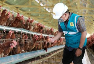 Gunakan Listrik PLN, Peternak Ayam Milenial di Sulsel Bisa Hemat Puluhan Juta Rupiah