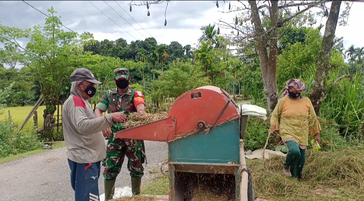 Kolaborasi Babinsa dan Petani Merontokkan Padi Di Pante Ceureumin