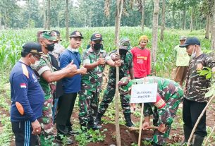 Lestarikan Alam, Jajaran TNI Koramil 0813-05/Dander dan Forkopimcam Dander Tanam Ratusan Pohon
